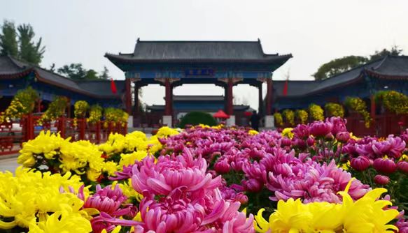 开封菊花文化节图片