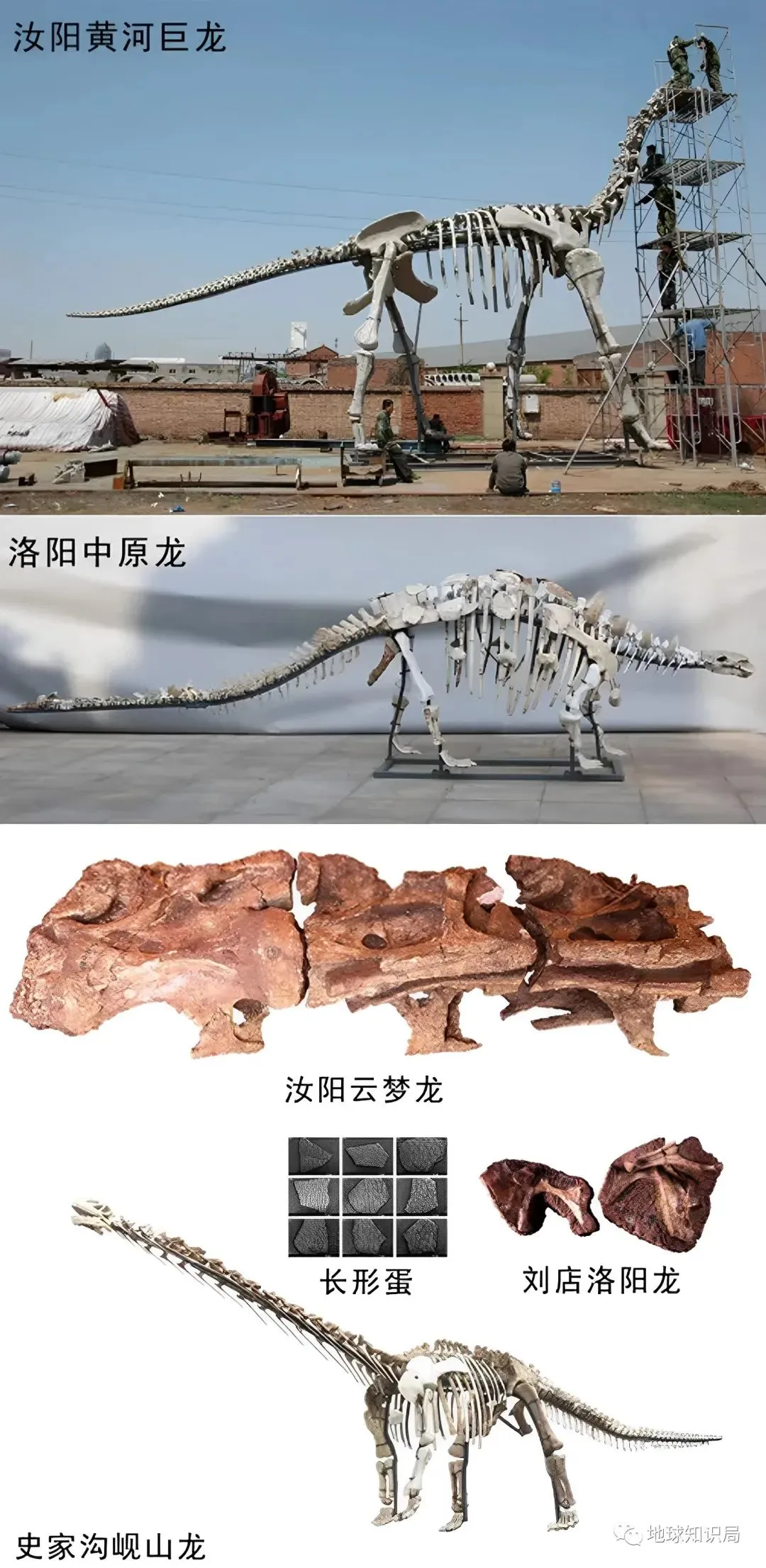 汝阳蜥脚类恐龙动物群部分化石2007年,河南自然博物馆在栾川县秋扒乡