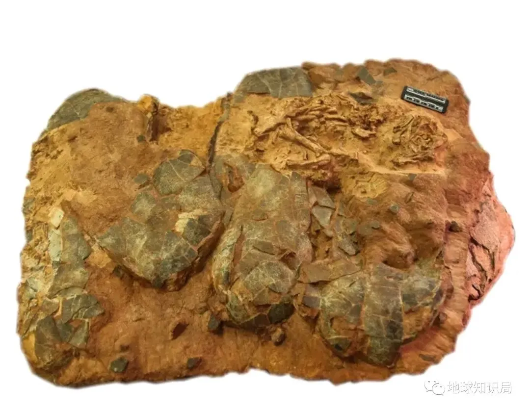 他们在河南找到无数条龙