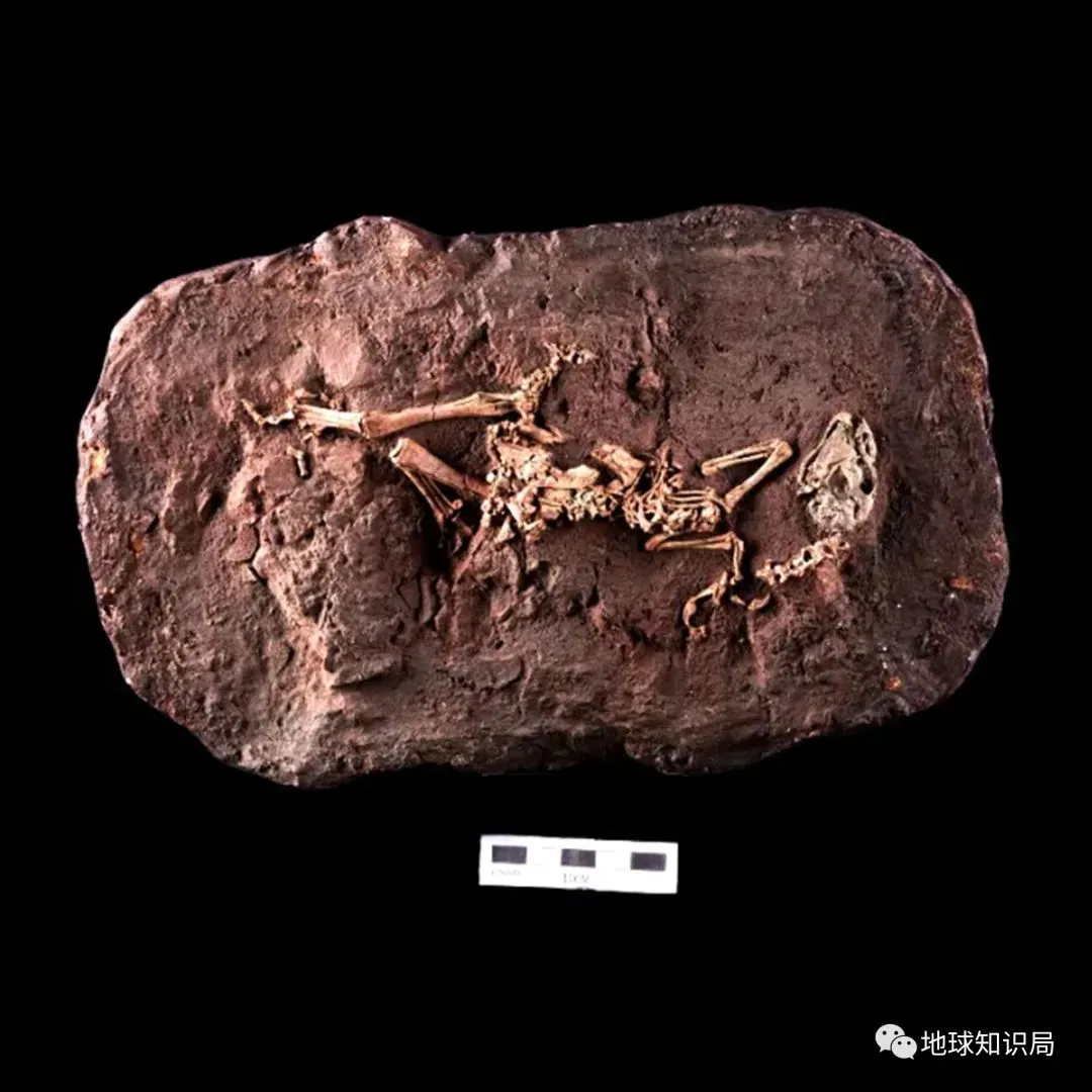 迷你豫龙化石标本 | 馆藏编号:41hⅢ0109它是一个幼年个体,可能不足一