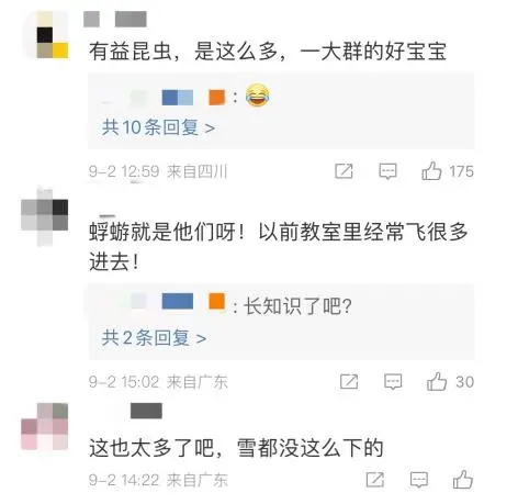 10亿只蜉蝣聚集是地震前兆？假！它们在“婚飞”，这地方水质环境好