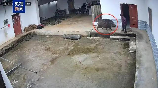 200万头野猪致害26省，除了捕猎还能做什么？