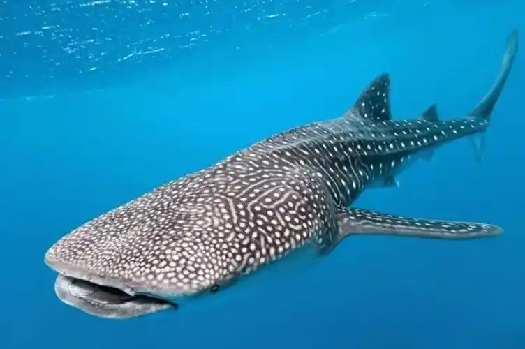 钓友在青岛海域发现一只鲸鲨，系国家二级保护野生动物