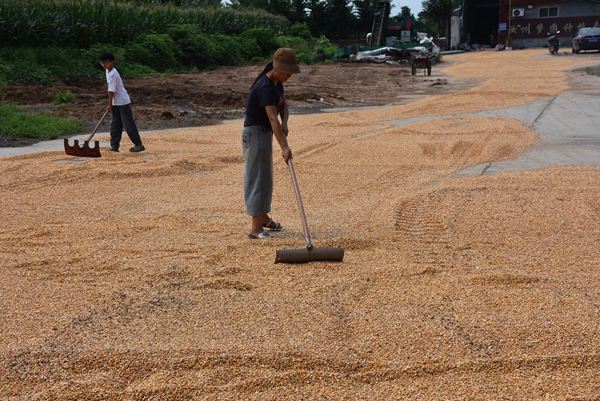 汝州市：种粮大户李肖飞的“归田园居”
