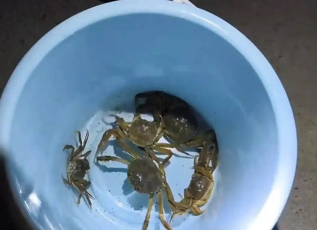 天津大量螃蟹爬上马路 有人捡十斤