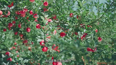 這里的蘋果，帶著“中國(guó)芯”飛上了太空