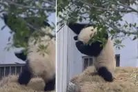 成都一大熊猫触摸电网被电发出惨叫：用瞬时脉冲电压防外逃