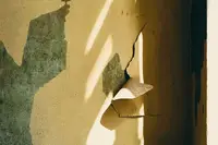 女子频繁往下水道冲猫砂判赔10万 可溶解猫砂致别墅返水