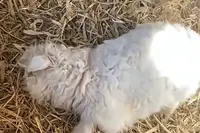 有人出价13万求购会装死的小羊