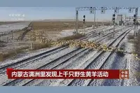 内蒙古满洲里现上千只野生黄羊 “免签入境”来中国过大年