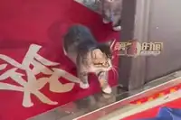 新婚夫妻晨起遇门口蹲守双猫 当事人：就像上天送的礼物