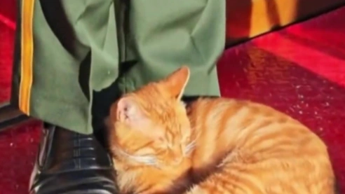 全网刷屏的天安门小猫，后续来了：被大橘蹭蹭的天安门哨兵找到了