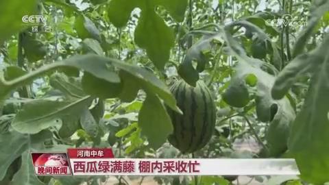 【央视关注河南中牟】西瓜绿满藤 棚内采收忙
