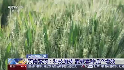 【央视关注河南漯河】科技加持 麦椒套种促产增效