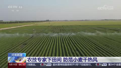 【央视关注河南鹤壁】农技专家下田间 防范小麦干热风