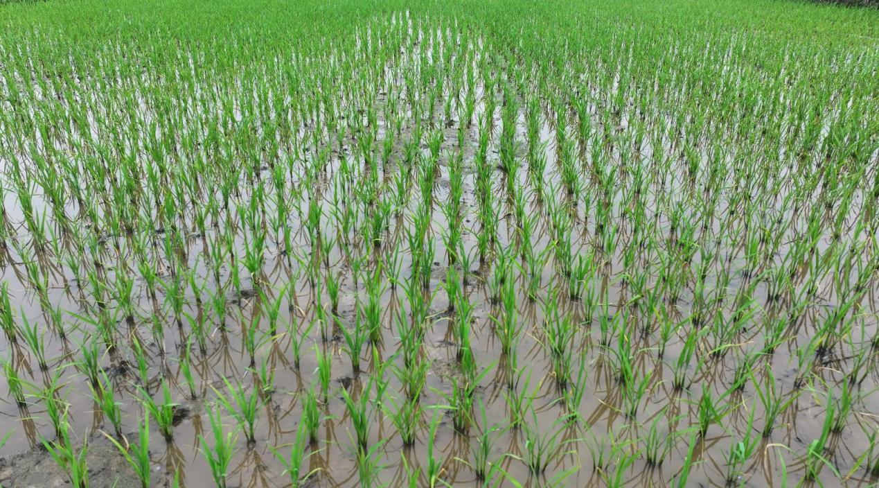 息县：机械化插秧 稻田里的绿色革命
