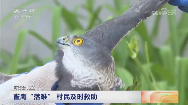 【央视关注河南滑县】雀鹰“落难” 村民及时救助