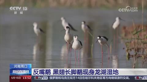【央视关注河南周口】反嘴鹬 黑翅长脚鹬现身龙湖湿地
