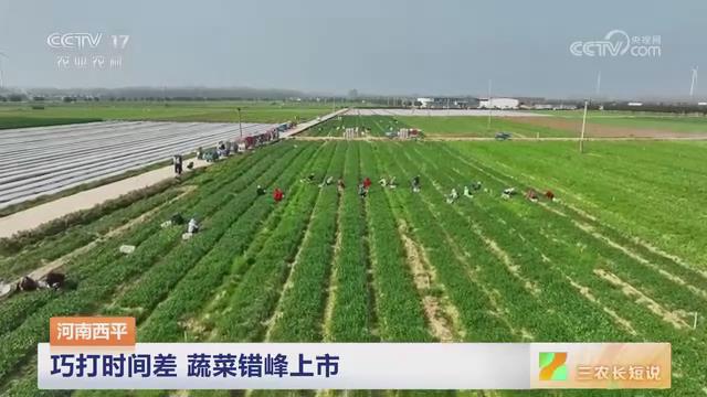 【央视关注河南西平】巧打时间差 蔬菜错峰上市