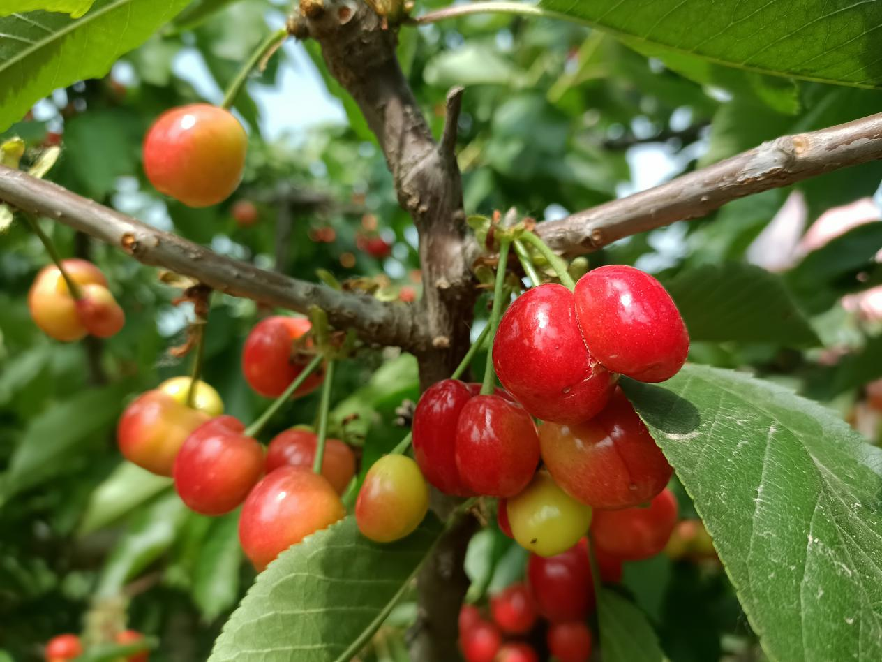 开封市通许县咸平街道:大樱桃喜获丰收