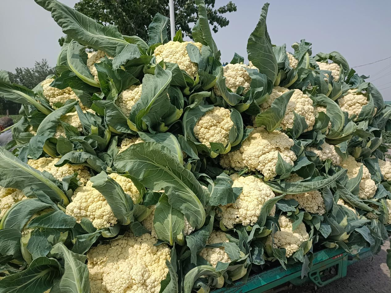 开封市通许县咸平街道:小菜花托起增收致富大产业