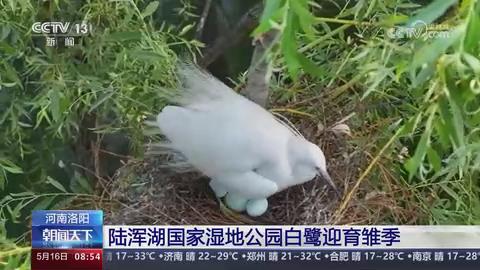 【央视关注河南洛阳】陆浑湖国家湿地公园白鹭迎育雏季