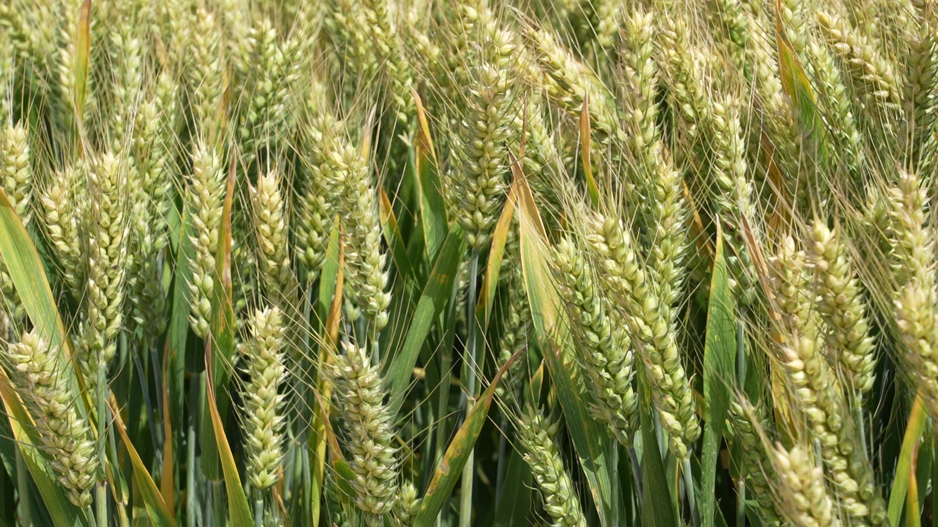 2024年黄淮麦区小麦新品种核心展示示范在中原农谷举行