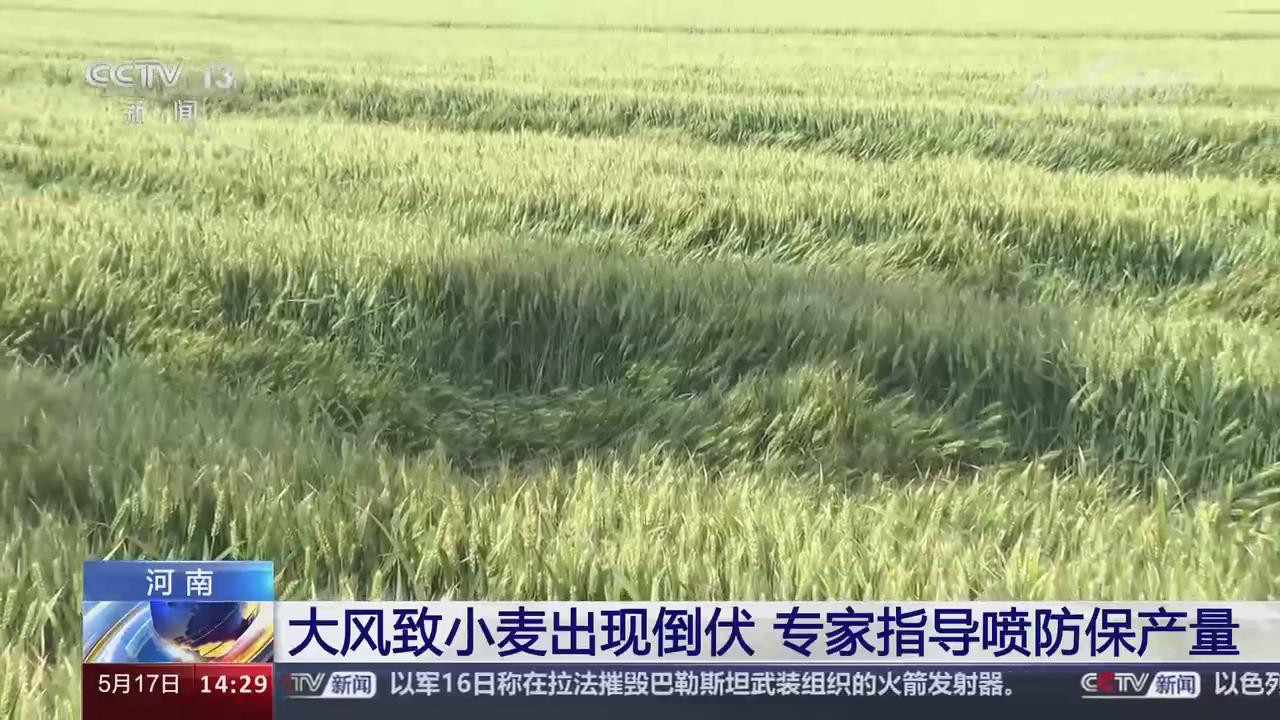 【央视关注河南滑县】大风致小麦出现倒伏 专家指导喷防保产量