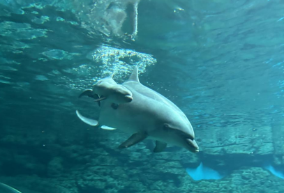 郑州海洋馆海豚妈妈顺利产子