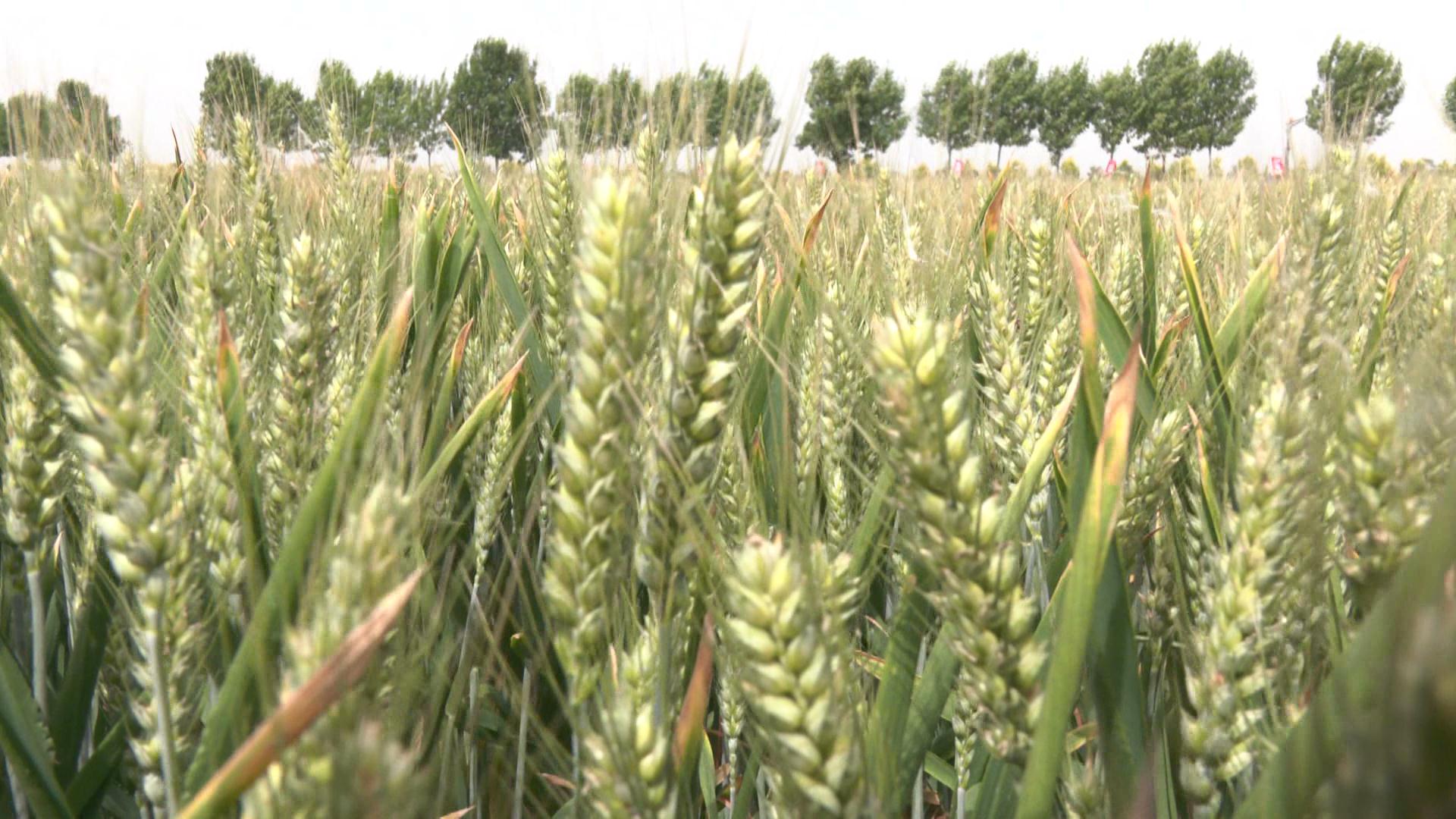 周麦16小麦品种简介图片