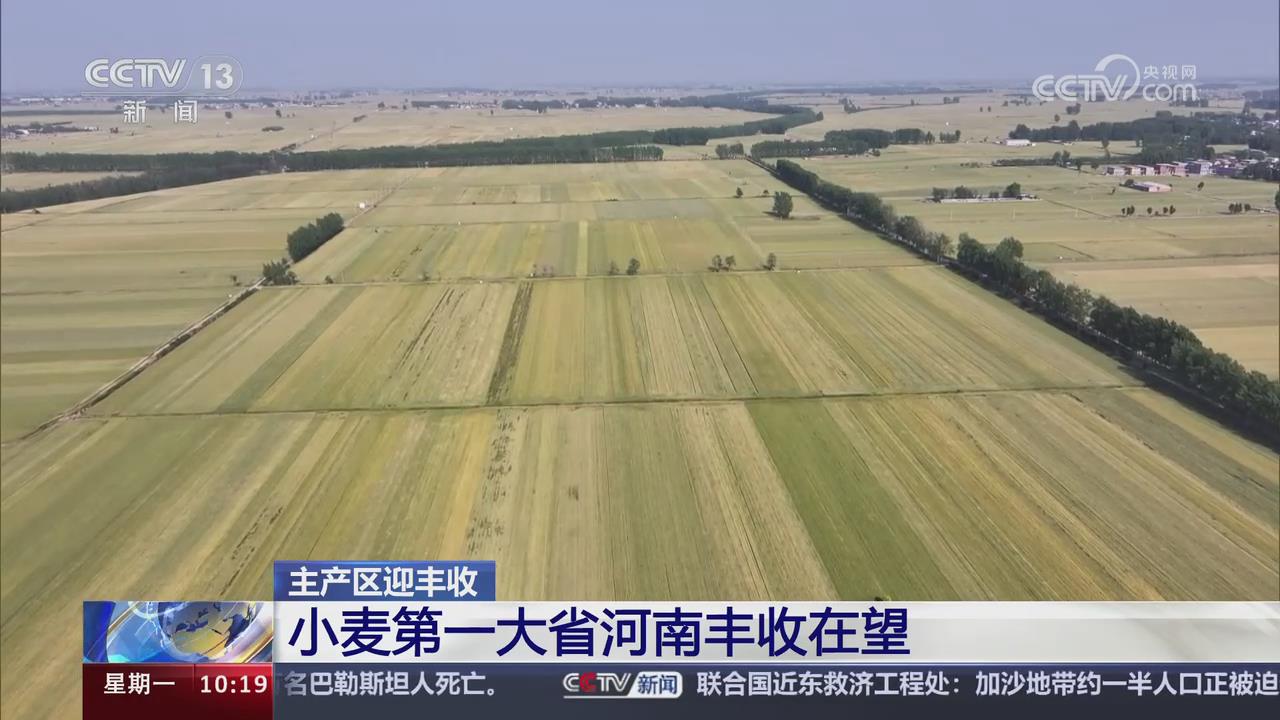 【央视关注河南】主产区迎丰收 小麦第一大省河南丰收在望