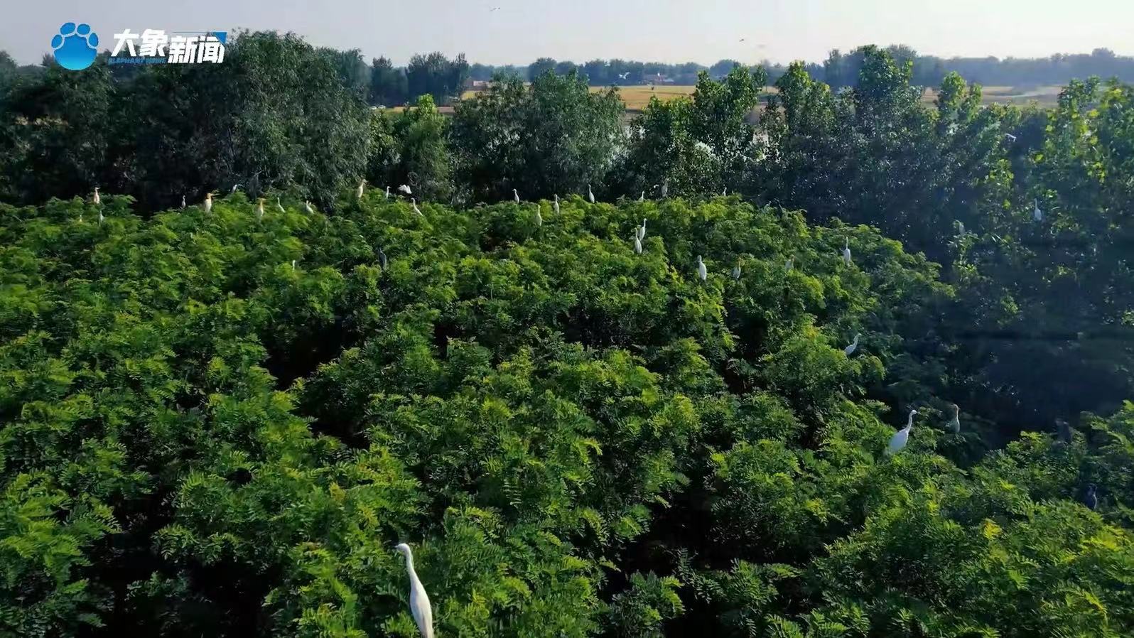 河南商丘:航拍黄河故道 绝美生态画卷-大象网