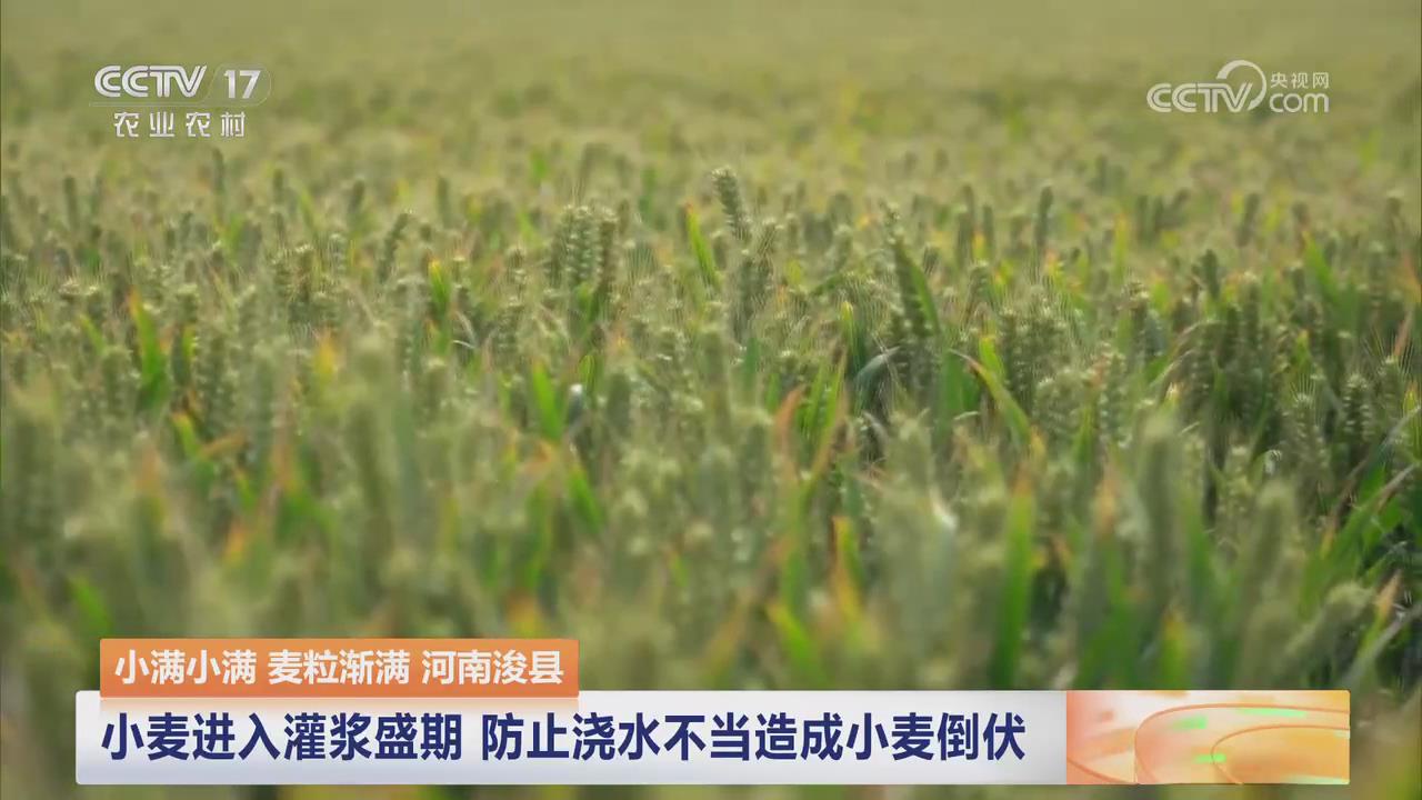 【央视关注河南浚县】小麦进入灌浆盛期 专家指导科学浇水
