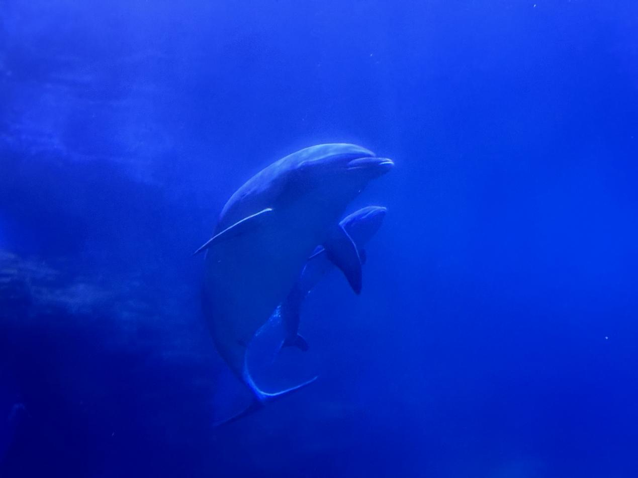 郑州海洋馆海豚图片