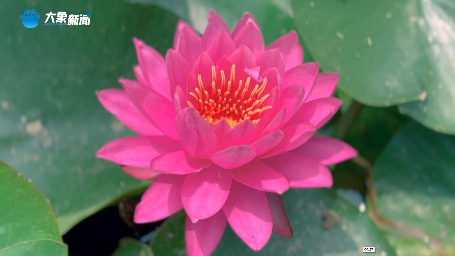 河南三门峡：睡莲盛景如画