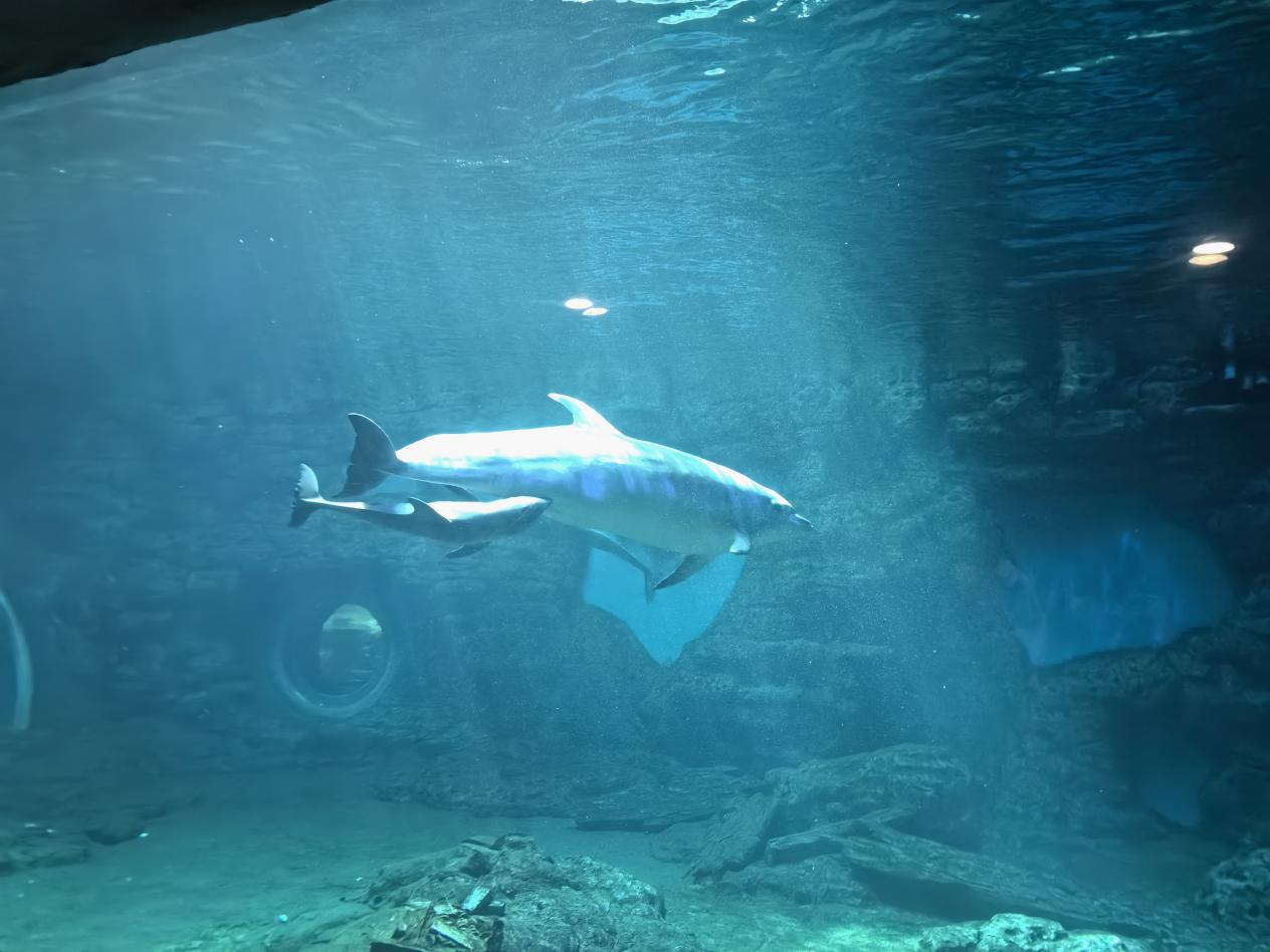 郑州海洋馆海豚妈妈顺利产子
