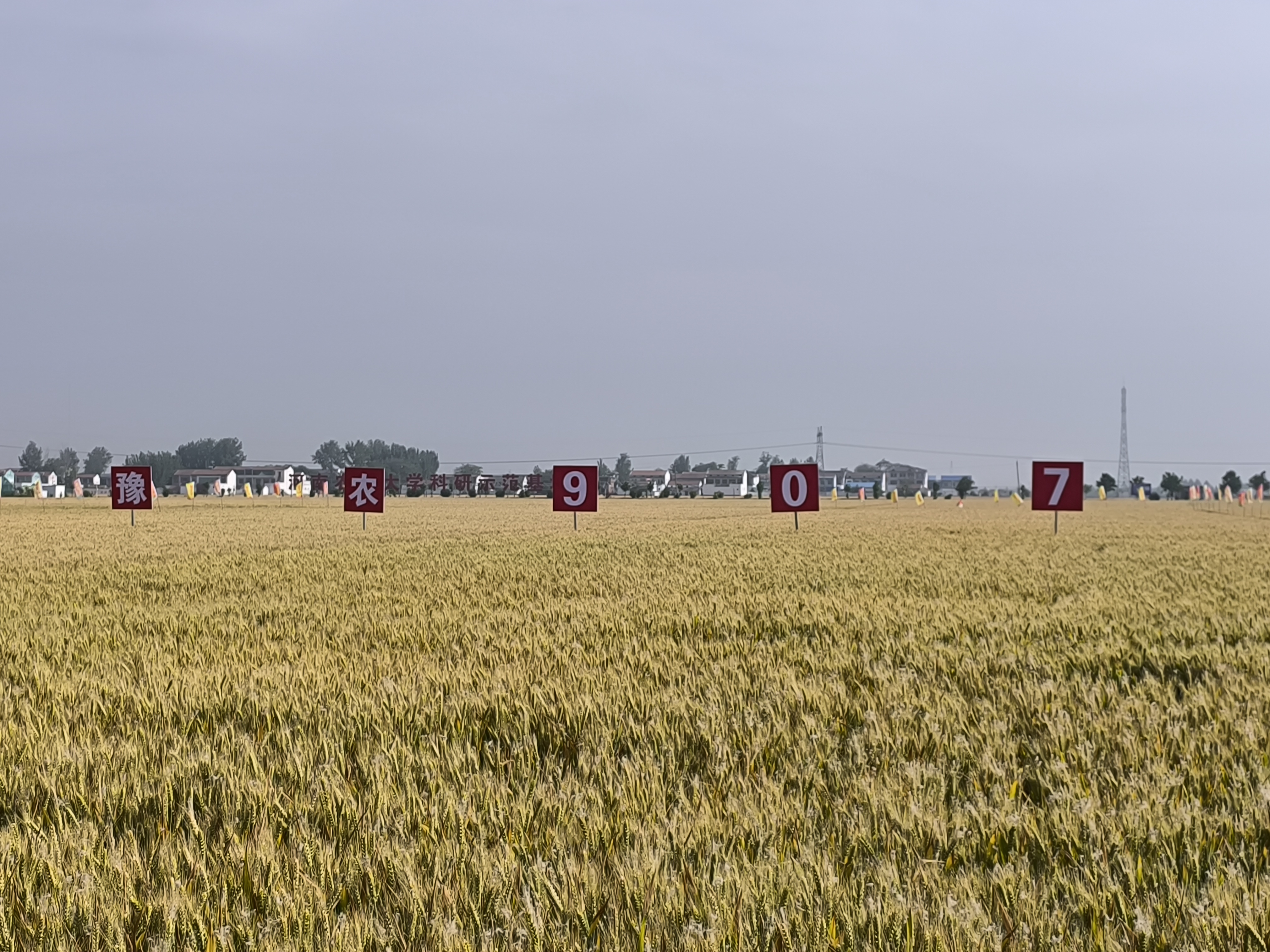德抗961小麦品种简介图片