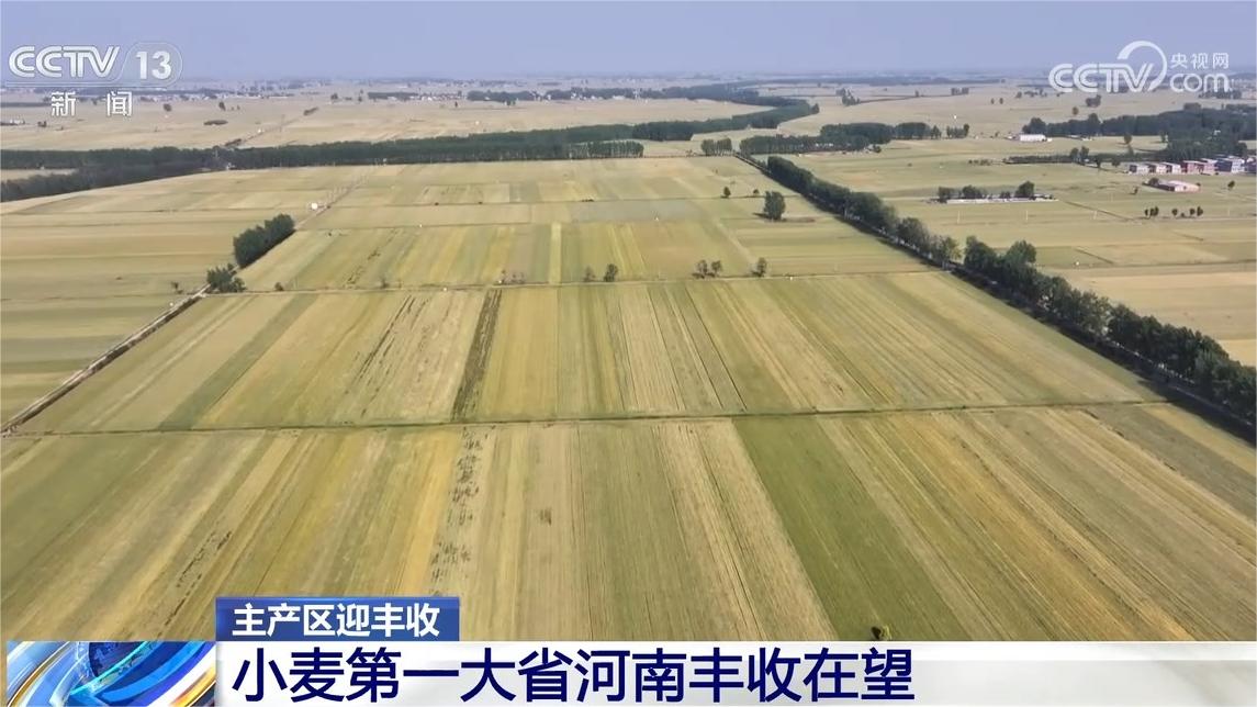 央媒看河南｜关注河南小麦丰收在望等内容