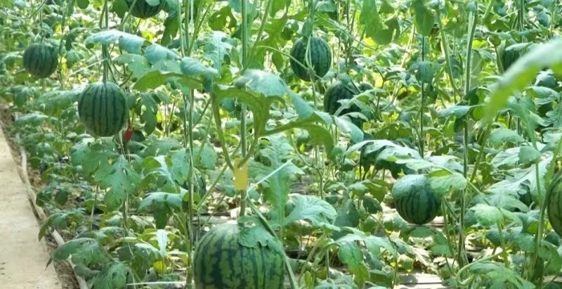 初夏时节,商丘市民权县的500多亩大棚的吊秧小西瓜迎来了大丰收,瓜农