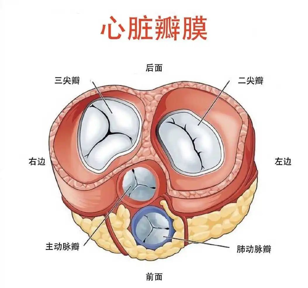 崔文鹏:守护心门—心脏瓣膜病解读