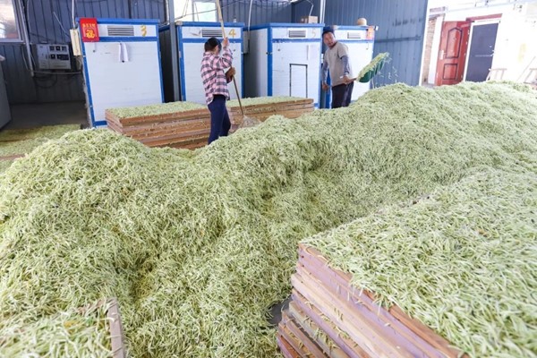 驻马店市正阳县:金银花开香满园 村民喜摘"致富花"