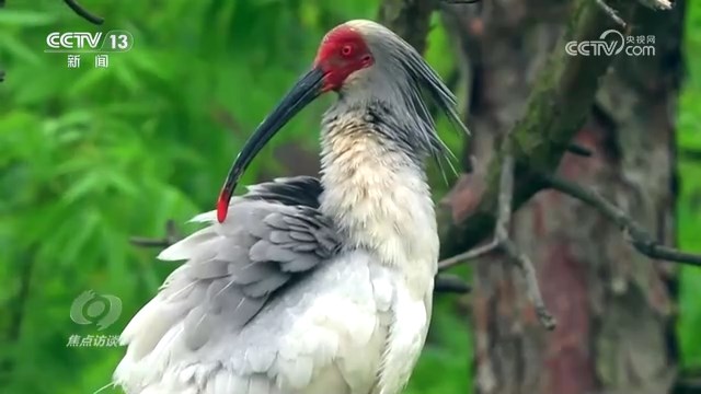 央媒看河南|关注河南生物多样性保护等内容