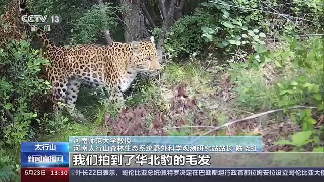 【央视关注河南】太行山猕猴国家级自然保护区·寻找华北豹