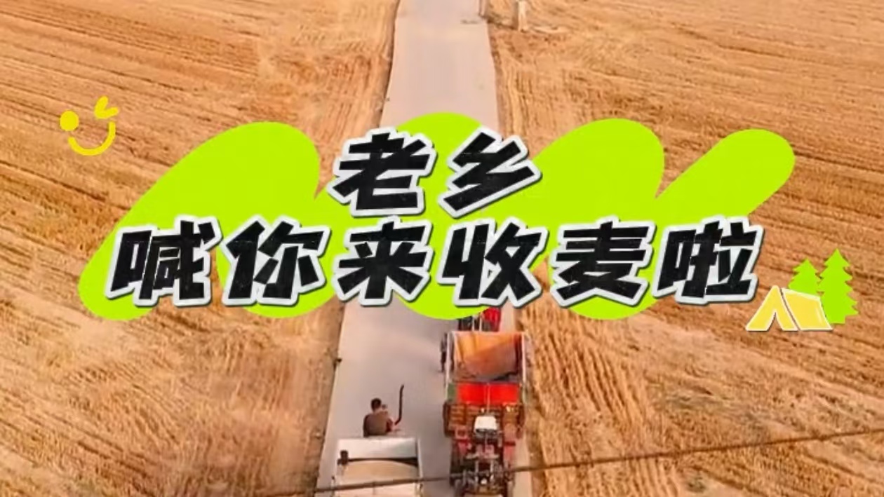 河南老乡喊你回家收麦啦-大象网