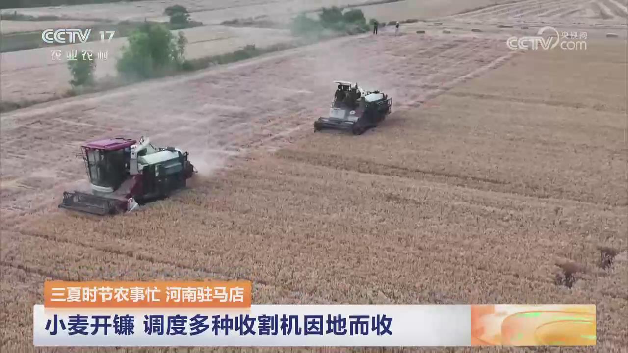 【央视关注河南驻马店】小麦开镰 调度多种收割机因地而收