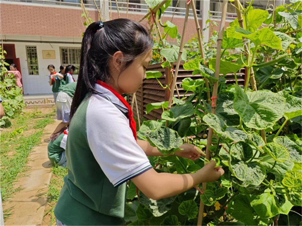不一样的劳动课！红领巾走进校园农科院