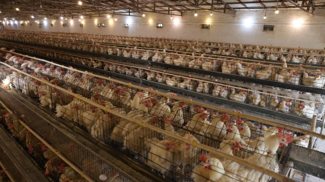 河南尉氏:发展蛋鸡养殖 赋能乡村振兴