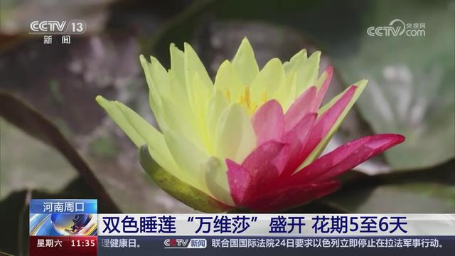 【央视关注河南周口】双色睡莲“万维莎”盛开 花期5至6天