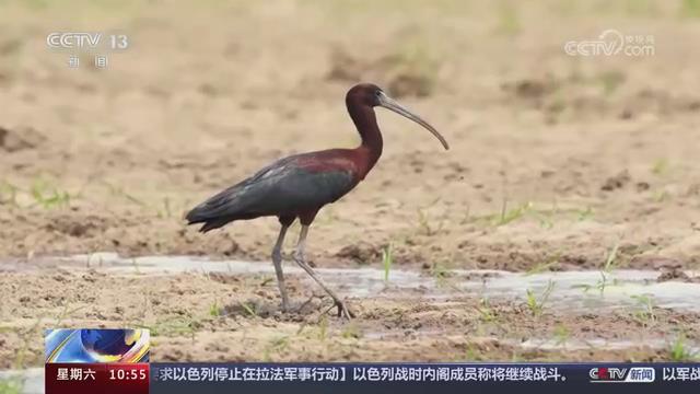 【央视关注河南洛阳】国家一级保护动物彩鹮现身孟津黄河湿地