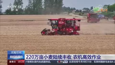 【央视关注河南邓州】220万亩小麦陆续丰收 农机高效作业